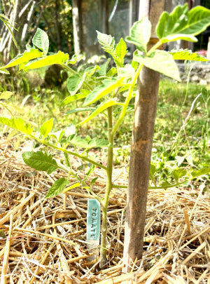 Marqueur de plantes - Charlottetrehel.com