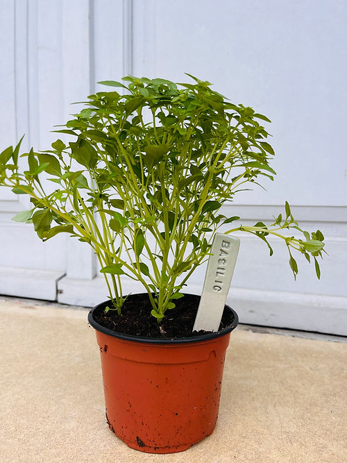 Marqueur de plantes - Charlottetrehel.com