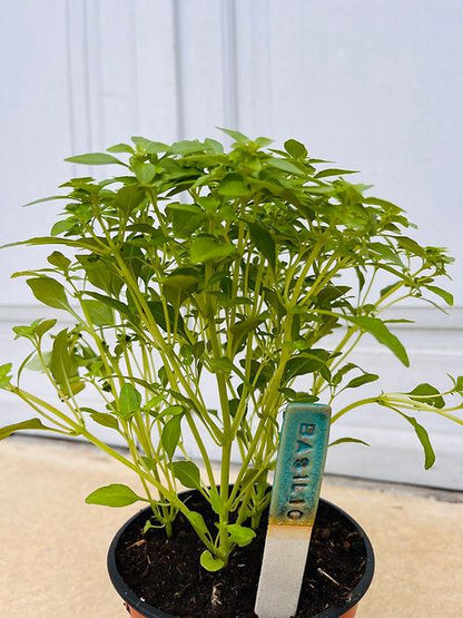 Marqueur de plantes - Charlottetrehel.com